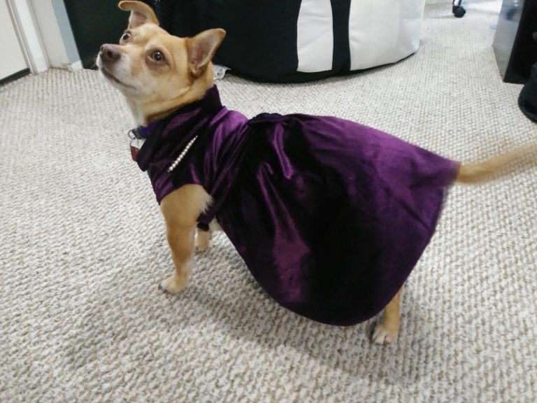 PIcture of Bella in a purple dress
